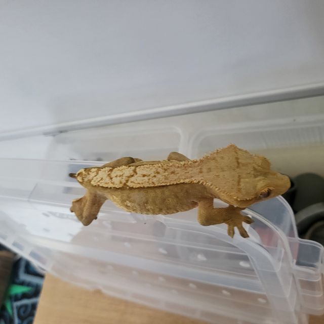 크림시클