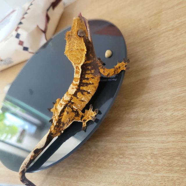 트라이 익스트림할리퀸 텐저린