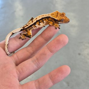 텐저린 트라이 화이트핀 화이트크라운