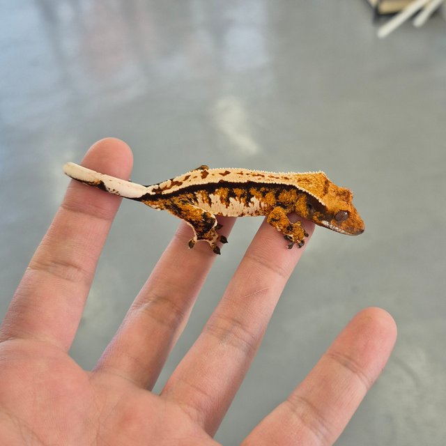 텐저린 트라이 화이트핀 화이트크라운