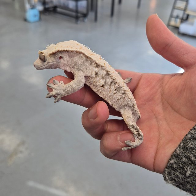 화이트스팟 트라이 드리피