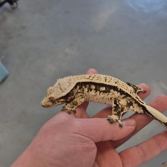 화이트핀 트라이