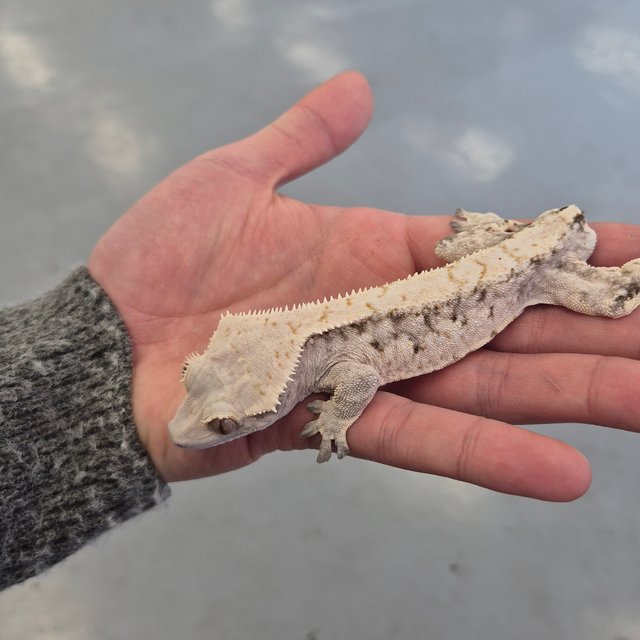 화이트스팟 트라이 드리피