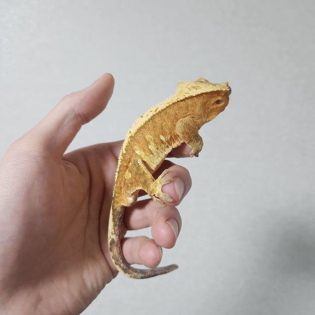 100%헷아잔틱
