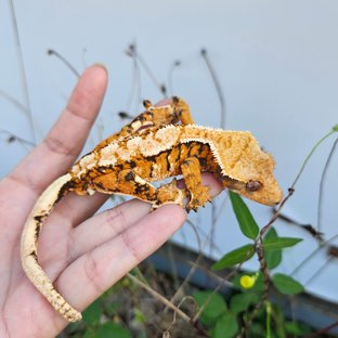 트라이 텐저린 바브
