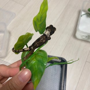 파인아일랜드 화이트카라