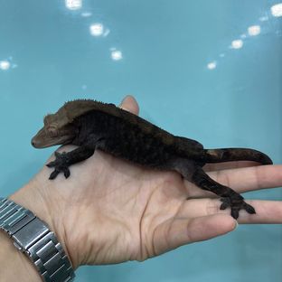 카푸치노 다크 팬텀 챠콜