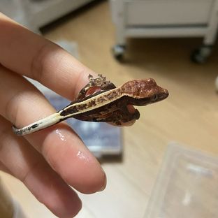 엠티백 카푸치노
