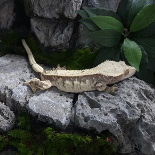 구리