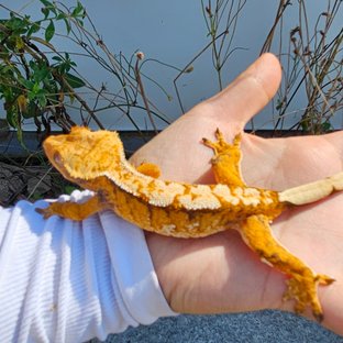 트라이 텐저린