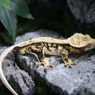트라이