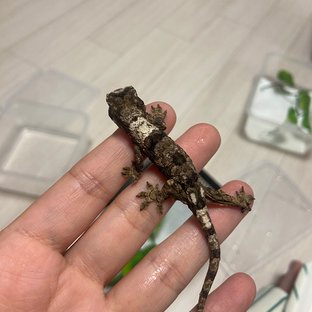 파인아일랜드 화이트카라