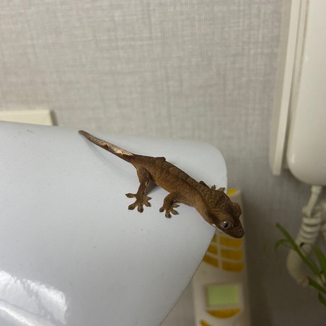 챠콜