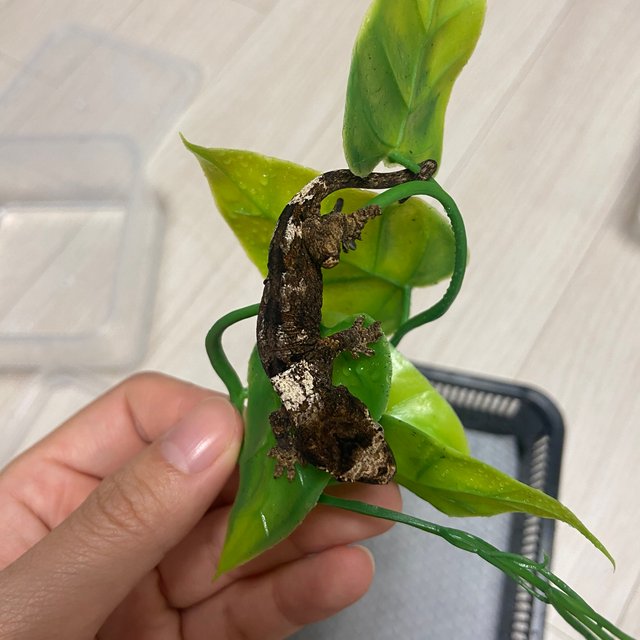 파인아일랜드 화이트카라