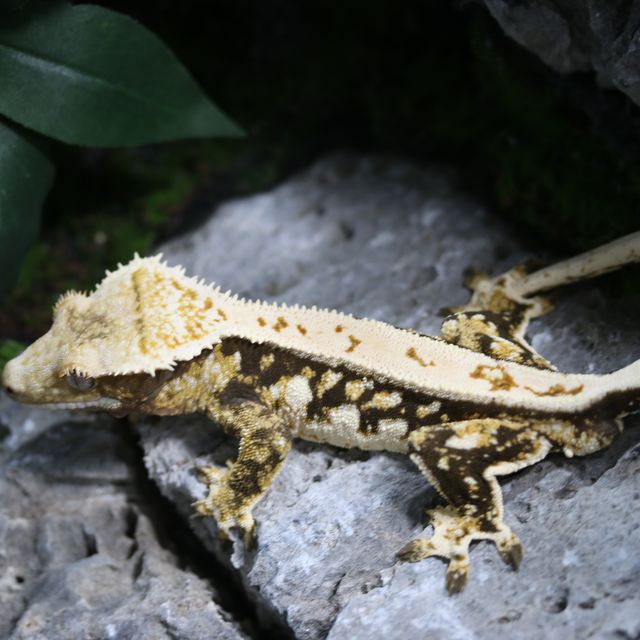 트라이