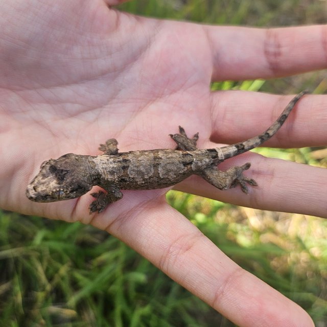 파인아일랜드 화이트카라