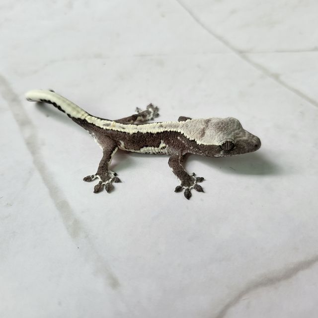 릴잔틱