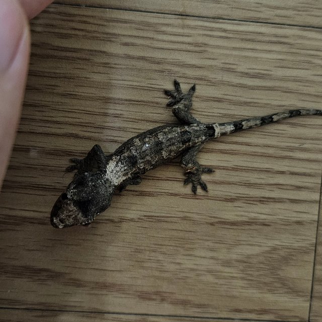 파인아일랜드 화이트카라