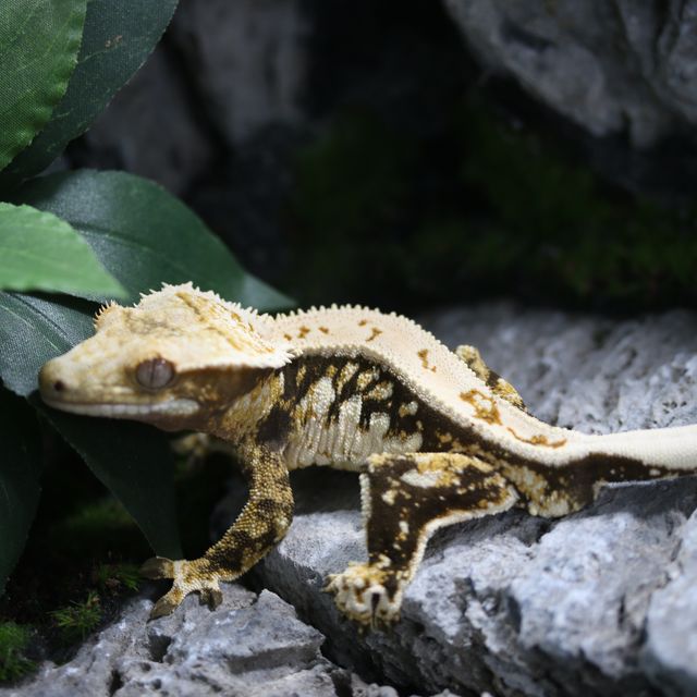트라이