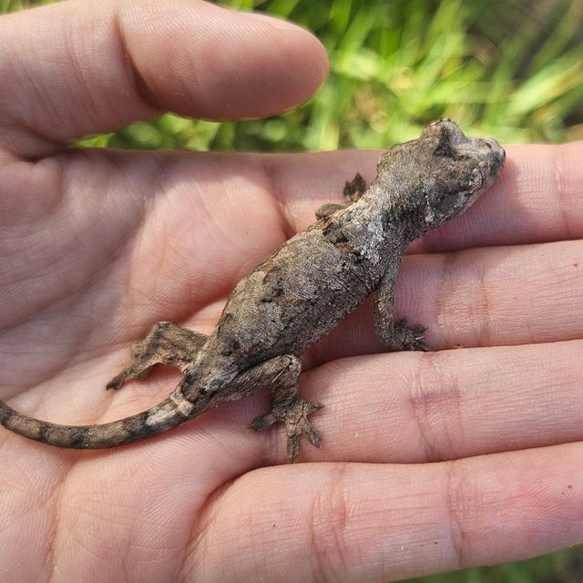 화이트카라 파인아일랜드