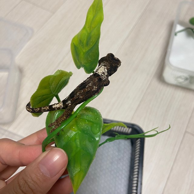 파인아일랜드 화이트카라