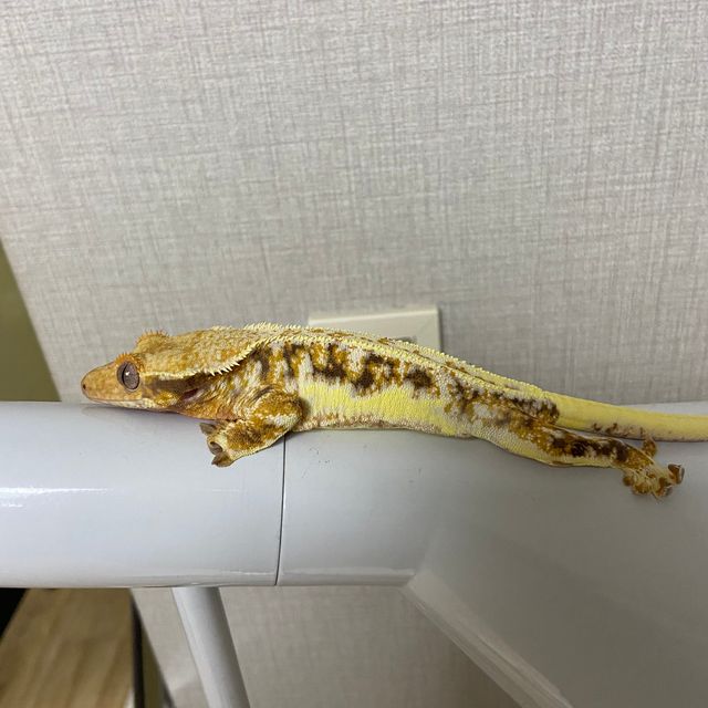 릴리화이트 트라이