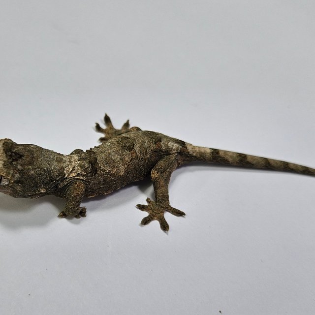 파인아일랜드 화이트카라