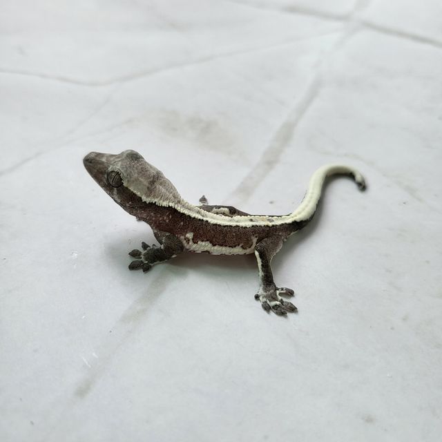 릴잔틱