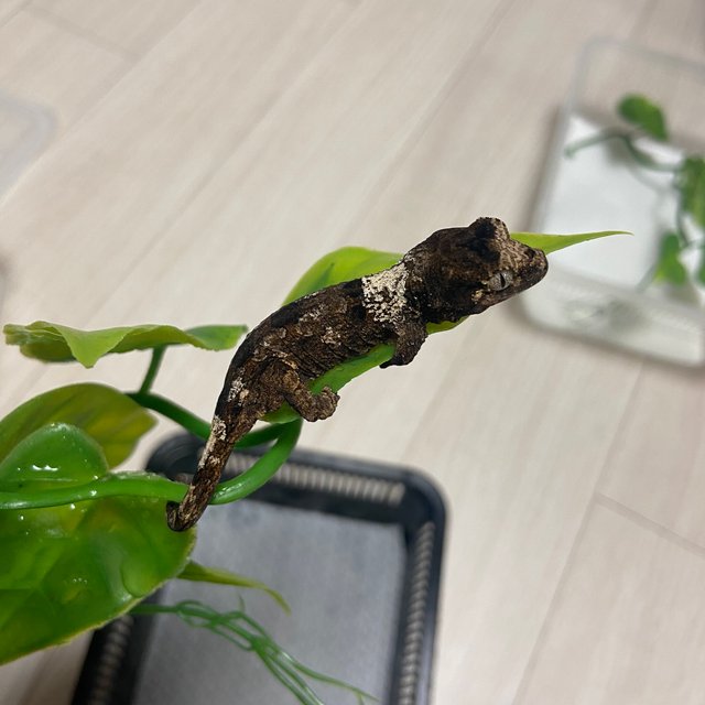 파인아일랜드 화이트카라