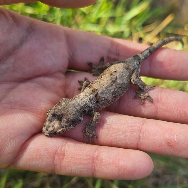 화이트카라 파인아일랜드