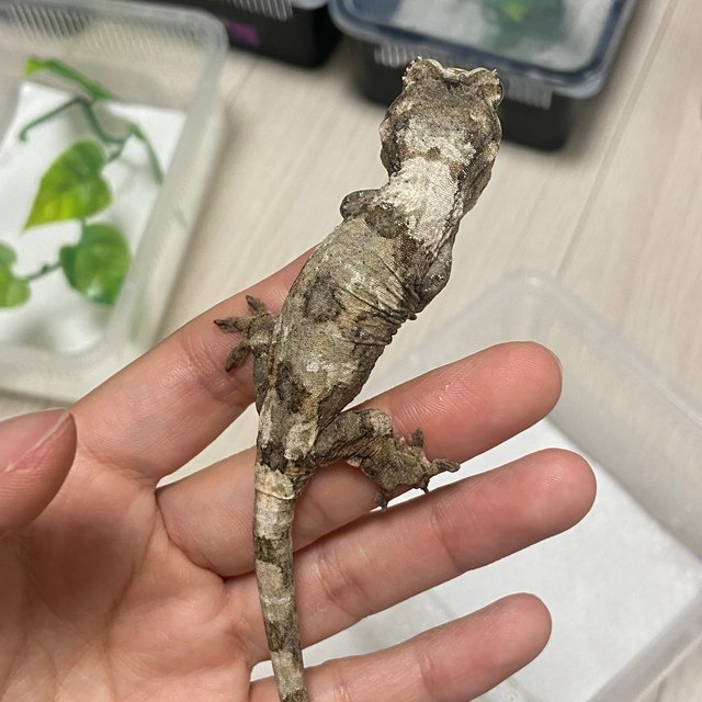 파인아일랜드 화이트카라