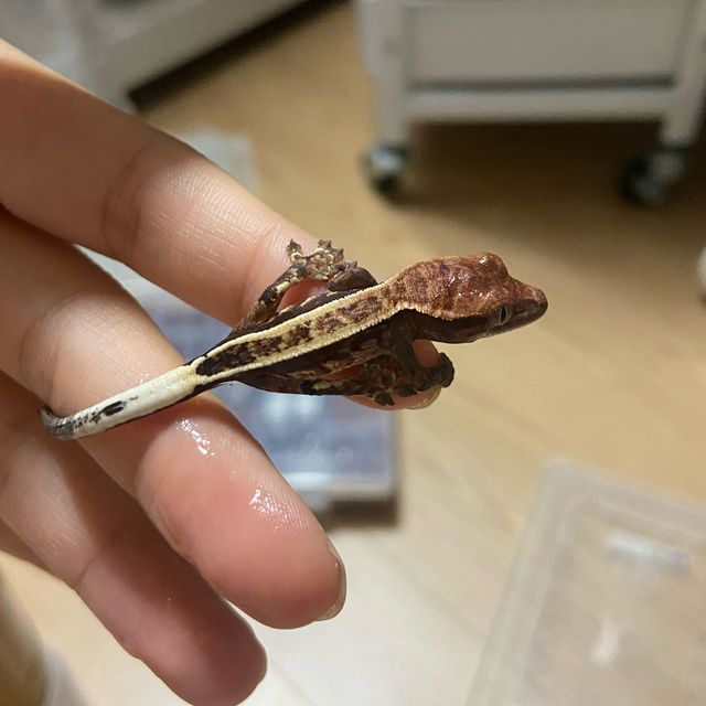 카푸치노