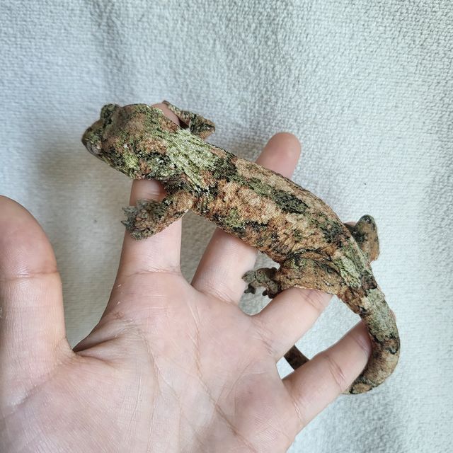 파인아일랜드