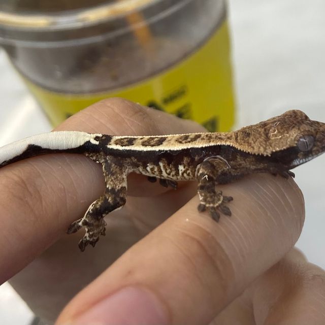 카푸치노 트라이