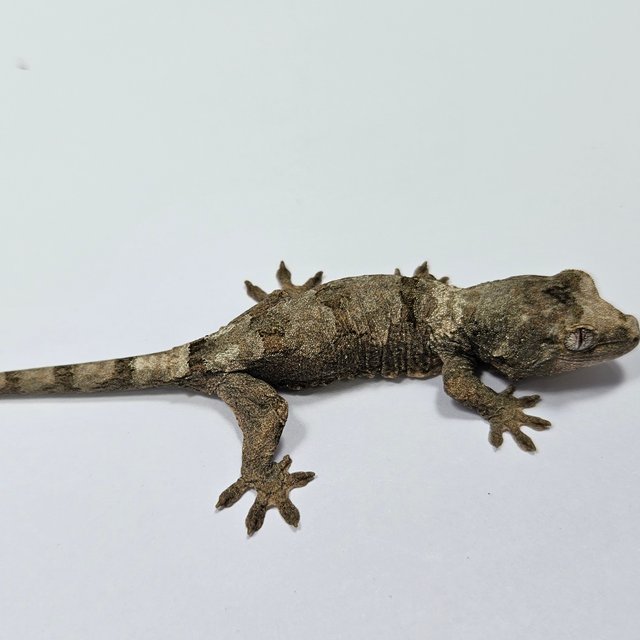 파인아일랜드 화이트카라