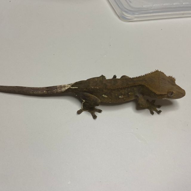팬텀 벅스킨 다크 챠콜