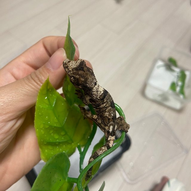 파인아일랜드 화이트카라