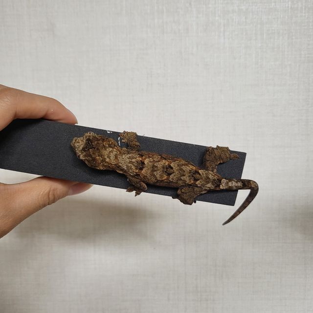 파인아일랜드