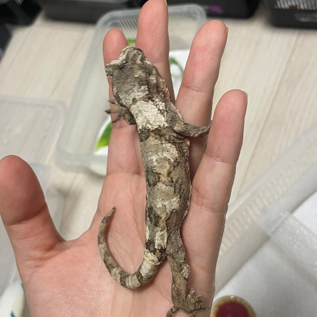 파인아일랜드 화이트카라