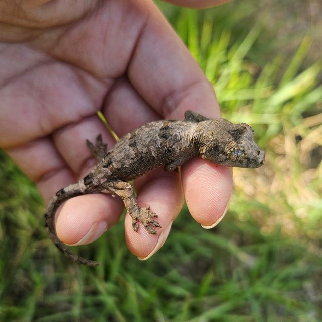 파인아일랜드 화이트카라