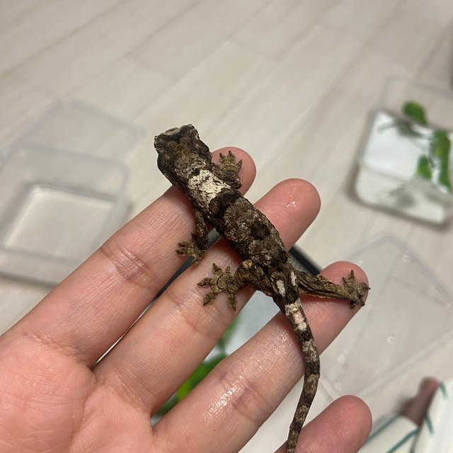 파인아일랜드 화이트카라