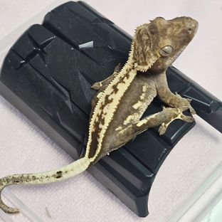 100%헷아잔틱 풀핀