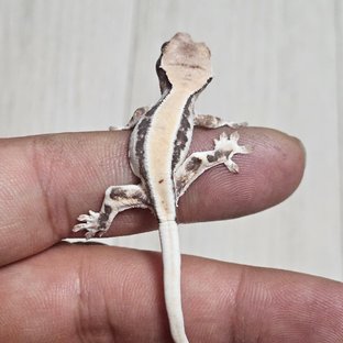 릴리100%헷아잔틱 세이블