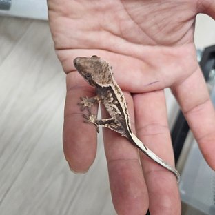 100%헷아잔틱 세이블