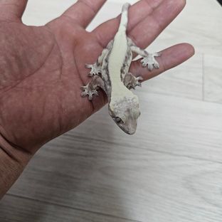 슈퍼세이블 릴리