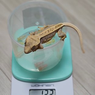 100%헷아잔틱 풀핀