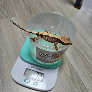 100%헷아잔틱 세이블