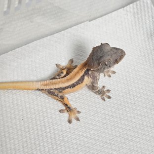 릴리100%헷아잔틱 세이블 릴리 세이블 100%헷아잔틱