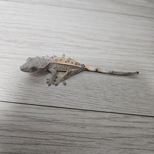 세이블