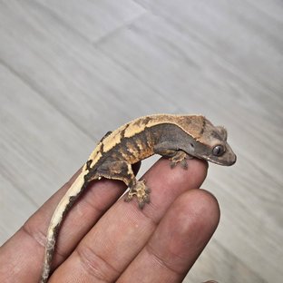 세이블 100%헷아잔틱